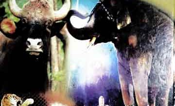 عقل بڑی یا بھینس 4 Aqal Bari ya Phens