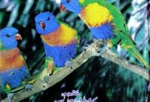 Hikayat-e-Fareed ud Deen