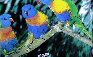 Hikayat-e-Fareed ud Deen