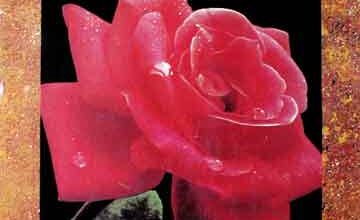 موسم رحمت نور 2 Mosam Rehmat Noor