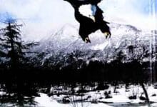 شاہیں کا جہاں اور 13 Shaheen Ka Jahan Aor