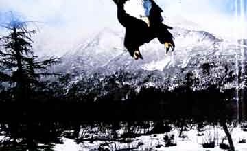 شاہیں کا جہاں اور 5 Shaheen Ka Jahan Aor