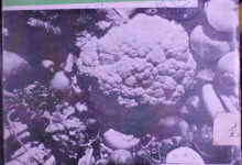 Mosam Sarma ki Sabzian