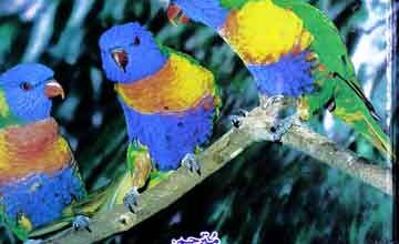 Hikayaat-e-Fareed-u-Deen Attar